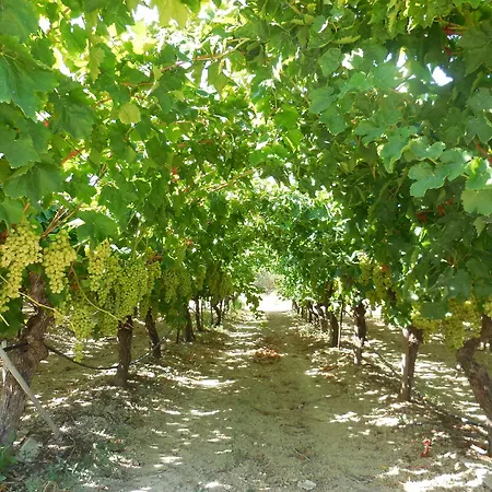 Cretan Vineyard Hill